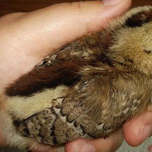 Chick from eggs due 6/5/12, the only cleanfaced one.