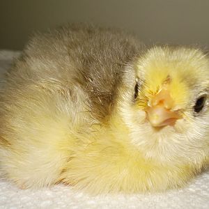 Chick hatched on 6/12/12, tufted