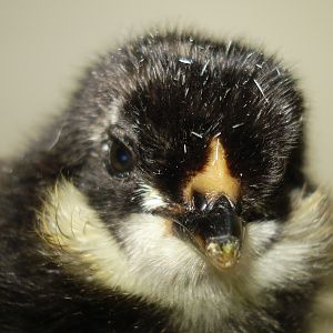Chick hatched on 6/12/12, tufted