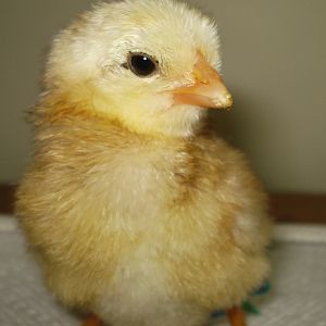 Chick hatched on 6/12/12, cleanfaced