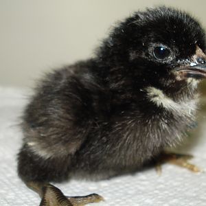 Chick hatched on 6/12/12, tufted