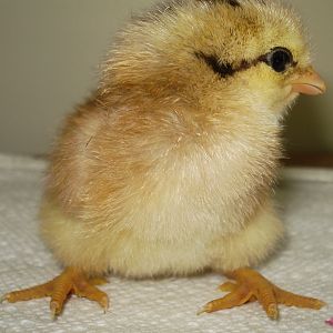 Chick hatched on 6/12/12, cleanfaced