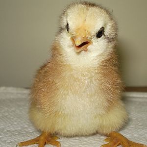 Adorable picture :D