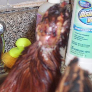 Omlet (my Rhode Island Red) after being attacked by Mocha.
