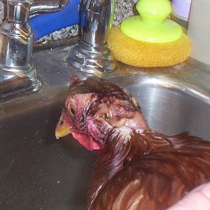 Omlet (my Rhode Island Red) after being attacked by Mocha.