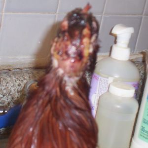 Omlet (my Rhode Island Red) after being attacked by Mocha.