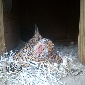 Cester-Dale refusing to use the built-in bucket nest box.  Due date on her eggs: 6/21/2012