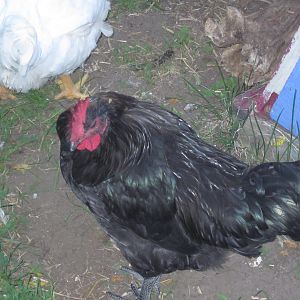 OutCast - the Pullet that turned out to be a Roo