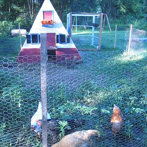 New coop --still in the works which is why you see all the lumber and fence mess in the background.

The entire design of this coop was inspired by all of the helpful members here at BYC.  Thanks to all of these people who were willing to share their photos and explanations.