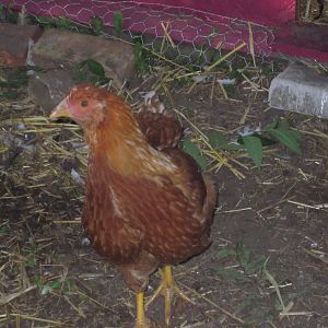 Suzie - this is the chick my 12 yr old son picked out and named.  She loves to fly and flutters onto everything possible.  She was the reason we had to continue adding height to the brooder as each time we did she would be found perched on the top.