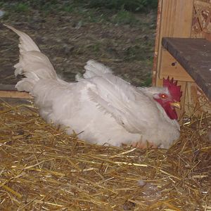 Big chicky.  This has always been the biggest of the chicks. Our 20 year old picked this one out.  I think she is looking like a Roo.