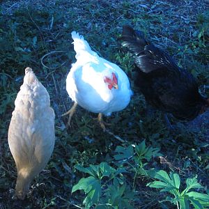 From left to right -- Soup, Eggs and OutCast