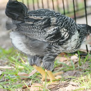 There is some brown coming out in some of the feathers.