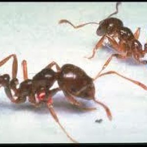 images?q=tbn:ANd9GcQtUBLivkIm8ef6oZRh83YGksSnxvY89nq19lD3DbyYotcv_jnNag