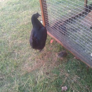 Suma and her baby Quail