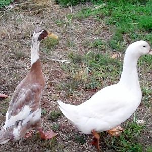 My Pekin and an Indian runner male