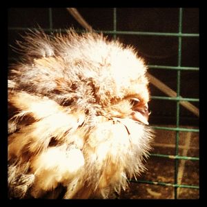 Broke Beak during his molting days.  photo (35).JPG