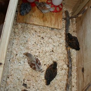 The water & food are raised up on bricks & a set of 2x4s to keep the pine shavings out. And the roost made of sticks from the yard.