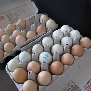 Eggs from Chicken house plus.  Lots broken.....