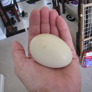 EE egg?  Mustard Yellow??