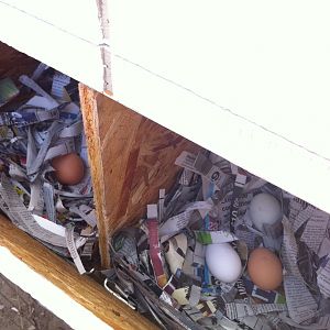 newest eggs in the new nesting boxes