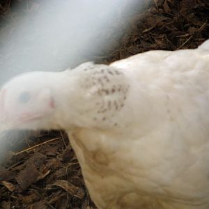 Delaware pullet catching the sun.