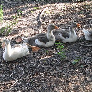 It was hot and the geese lined up in the shade.
6-13-12