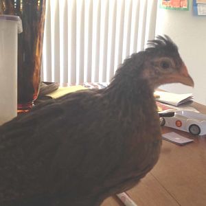 The cream legbar hen