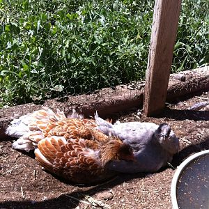 dust bath with a BLRW and Lav Ameraucana