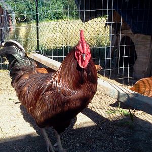 Rhode island Red Cock