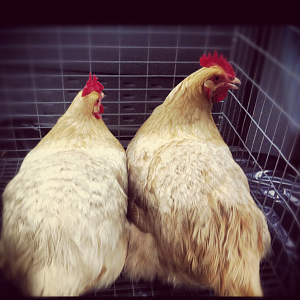 Millie and Mabel, our newest gals!