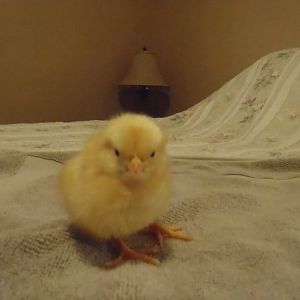 These are day old pics of my first flock.
This is a buff orpington, named Belinda
