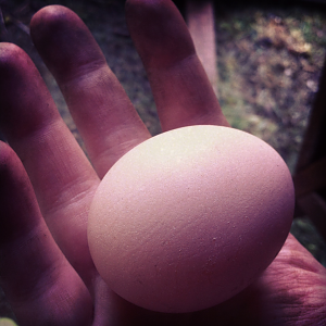 The first EGG!