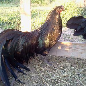 Black Sumatra cock