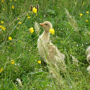 Baby goose being curious