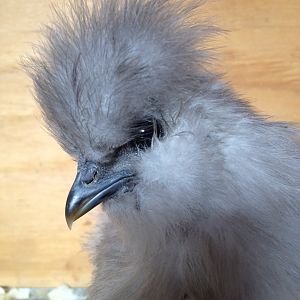 Silkie Chick