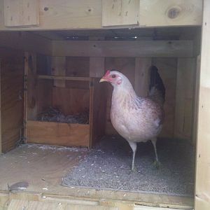 Cosmo in her coop