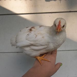 Amber Star not sure if Roo or hen, Amber is what i am calling her for now