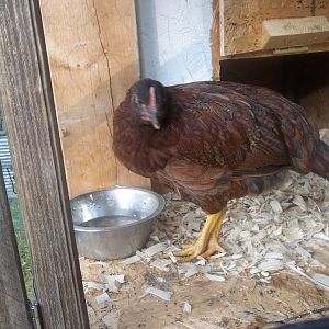 The newest member to the flock RIR hen, calling her Red for now till i can think of a better name. She isnt has sweet as my others cause she wasnt handle very much. But i will get her there :)