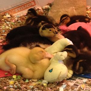 Babies napping with their Dino
