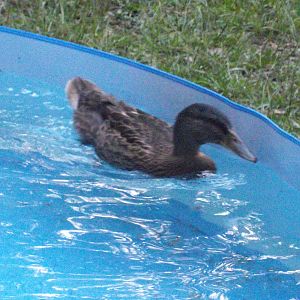 one of the ducks happy with its bigger pool