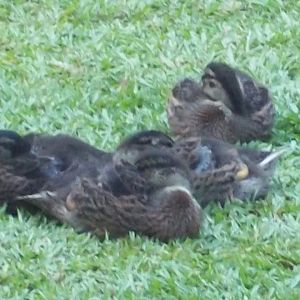 my ducks sleeping in the grass