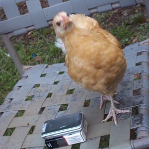 we call her friend chicken, she likes to jump up on our laps while sitting in the chicken yard. Here she wants to know if she can use my phone,lol