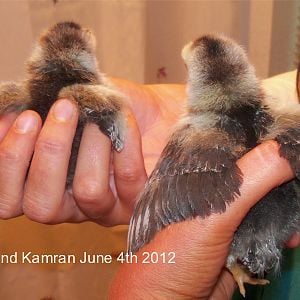 broodmates Flo and Kamran - much difference in development - about 2 1/2 to 3 weeks old.