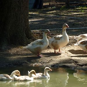 John and Jean watching over the goslings from Kawonu's eggs.