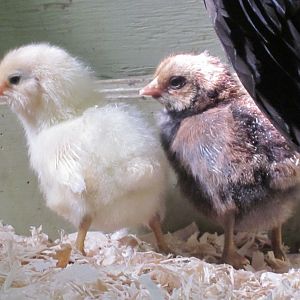 4-5 days old, blue egg layer breed