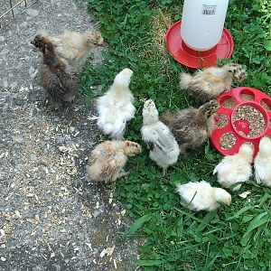 chicks first outside adventure, 6/16/2012