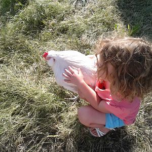 Alex and Moe the Rooster