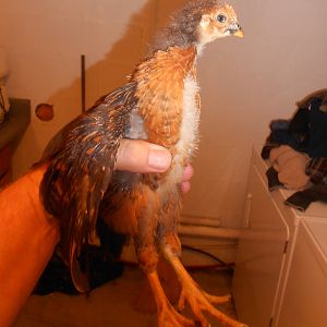 Here is our first Rhode Island Red / Black Sex Link cross.