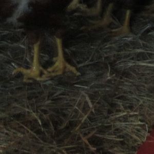 My roo with deformed feet.